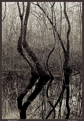 The Swamp in Winter #1