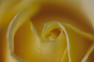 A Yellow Rose