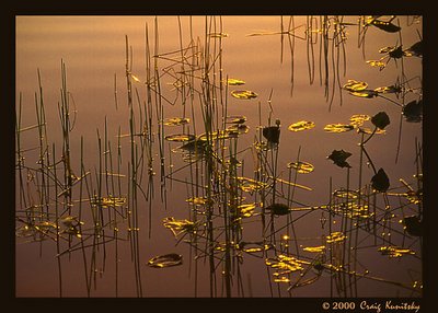 Golden Reeds
