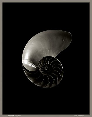 Nautilus #1