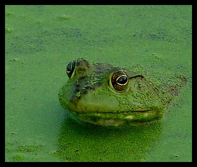 Frog in Duck Weed