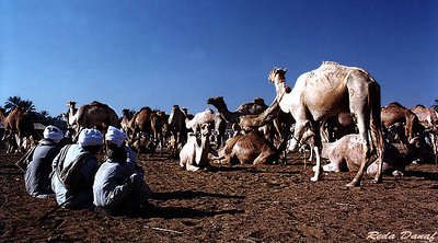 Camel market