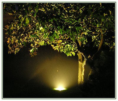 the magnolia tree of my garden by night