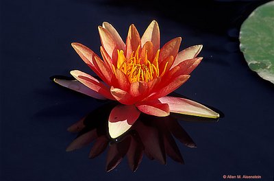 Water Lilly  (s925)