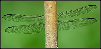 Winged Reed