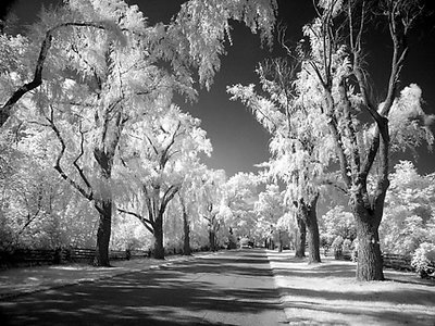 Tree Tunnel #1 (IR-M)