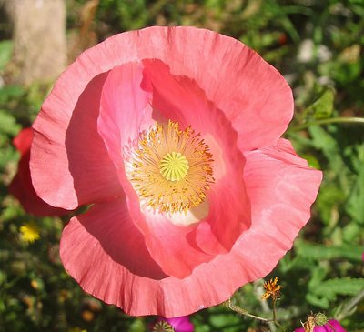 Flower Hat