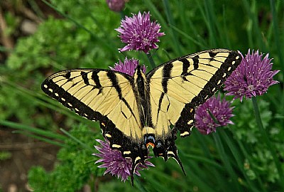 Swallowtail and chives