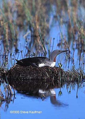 Red-Throated loon