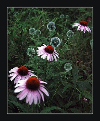Moon Flowers