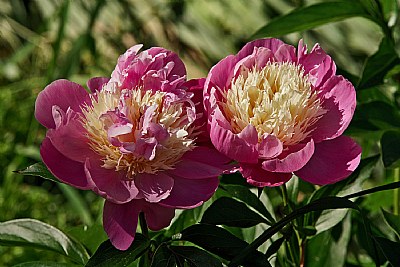 Twin peonies