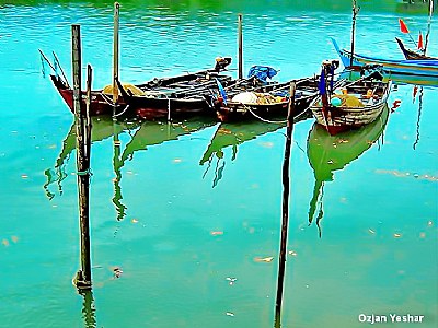 Mangrove River 