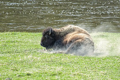 A powdering Bison in Yellowstone