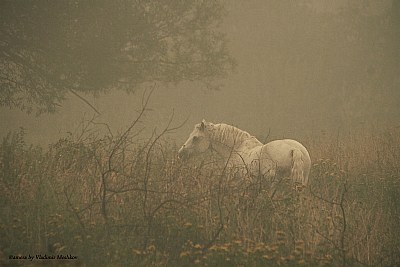 The horse in the fog.