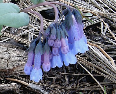 Bluebells