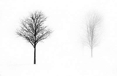 Two Bare Trees