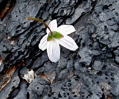 Spring Beauty Rear