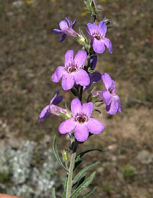 Penstemon