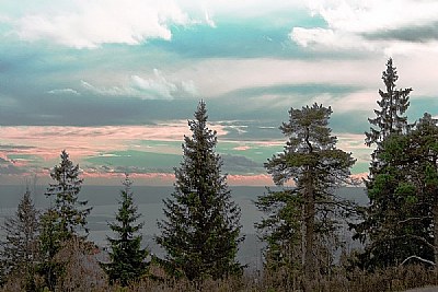 Trees & Red Horizon