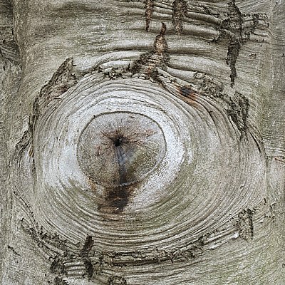 tree eye