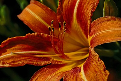 day lily at attention