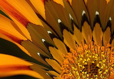 Fingers of a Sunflower