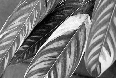 Striped Leaves