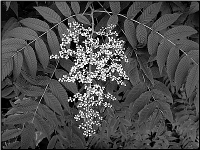 white blossoms