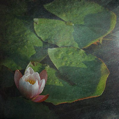 Water lilies II