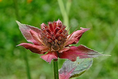 bee balm baby