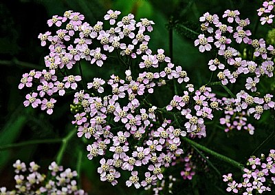 pink yarrow