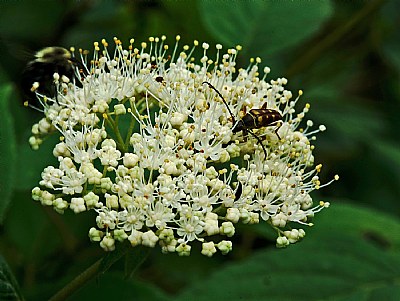 wild  hydrangea