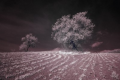 Two Almond Trees