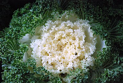Winter Kale White
