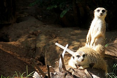 Meerkats!