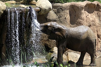 Thirsty Elephant