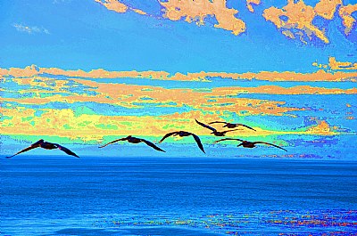 Pelicans In Another World