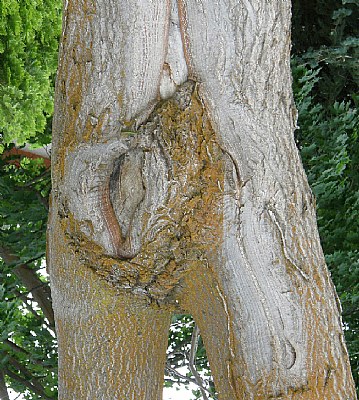 Female Tree