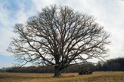 Oak and Implement