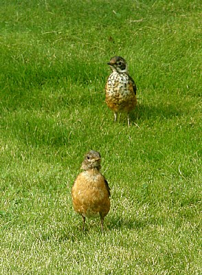 Robins