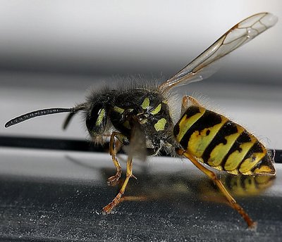 wasp in the washroom