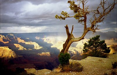 Lone Survivor - Storm over the Grand Canyon