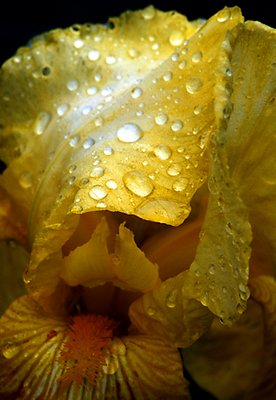 Iris in the Rain