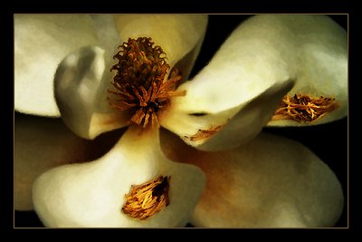 Old World Magnolia