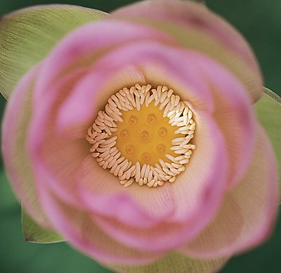 Artsy Lotus Blossom