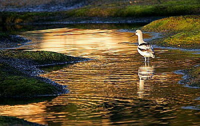 On Golden Waters