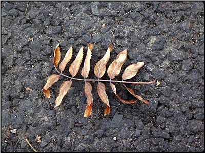 a dry leaf