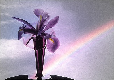 Iris with Rainbow