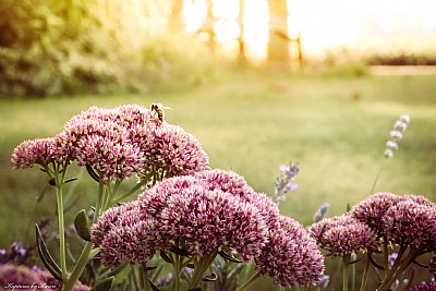 Sunset Bee