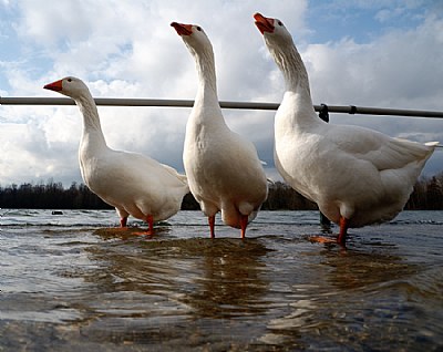 three geese